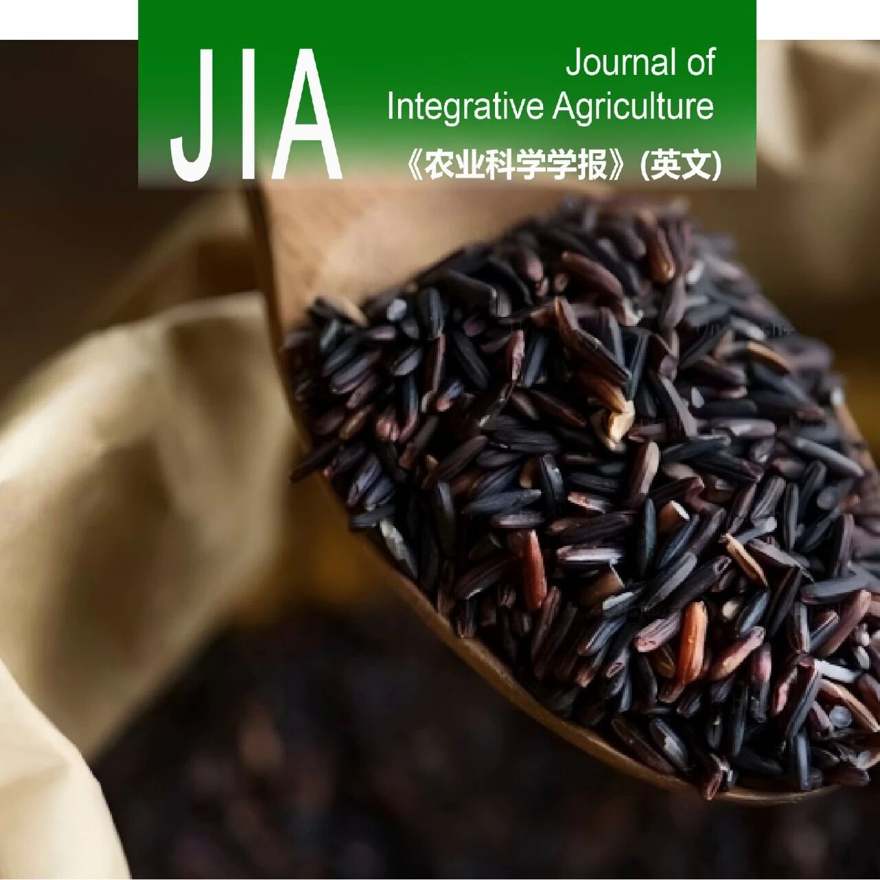 JIA优先上线 | 海南大学聂立孝教授团队揭示遮荫诱导黑米籽粒花色苷积累的分子调控机制