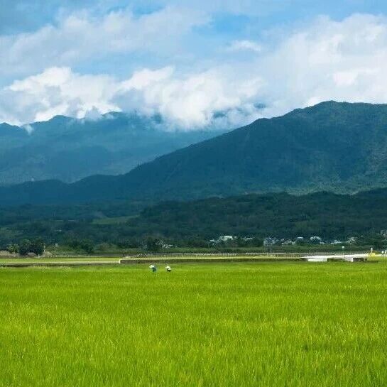 Adv Sci：南土所赵旭团队在亚洲稻田肥料氮去向定量评估研究方面取得新进展