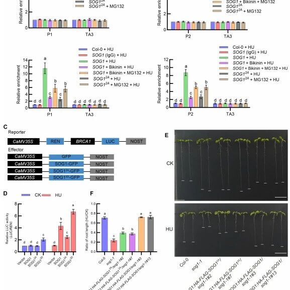 Science Advances  | 四川大学张大伟团队揭示BIN2-SOG1模块调控植物复制压力响应的分子机制