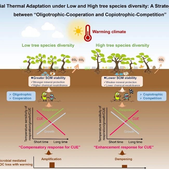 Advanced Science | 中国科学院亚热带农业生态研究所李德军研究员课题组揭示植物多样性对微生物碳利用效率热适应