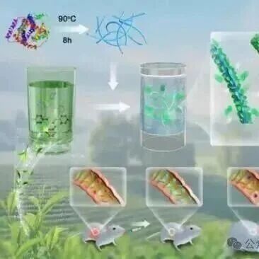 Adv Sci | 南京农业大学食品科技学院胡冰教授团队通过精准调控“宿主 - 菌群”互作，实现更高效的营养干预