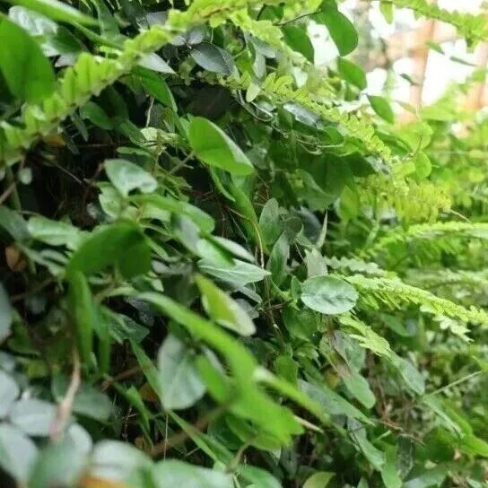 PCE | 西北农林科技大学王辉副教授团队揭示旱区豆科植物叶形变异的生态适应机制