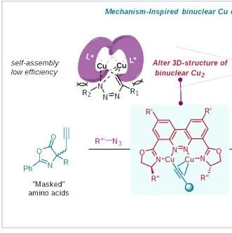 王晓明课题组 ：首例手性双核铜催化的不对称CuAAC反应