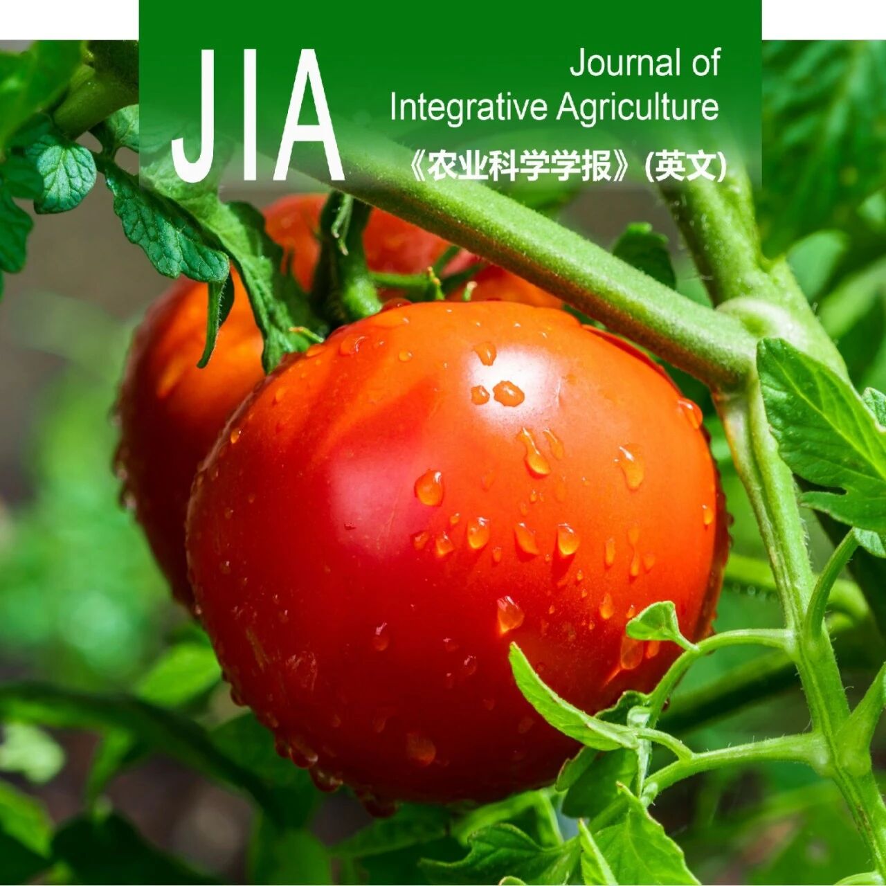 JIA优先上线 | 贝莱斯芽胞杆菌巧用铁载体反制镰刀菌枯萎病