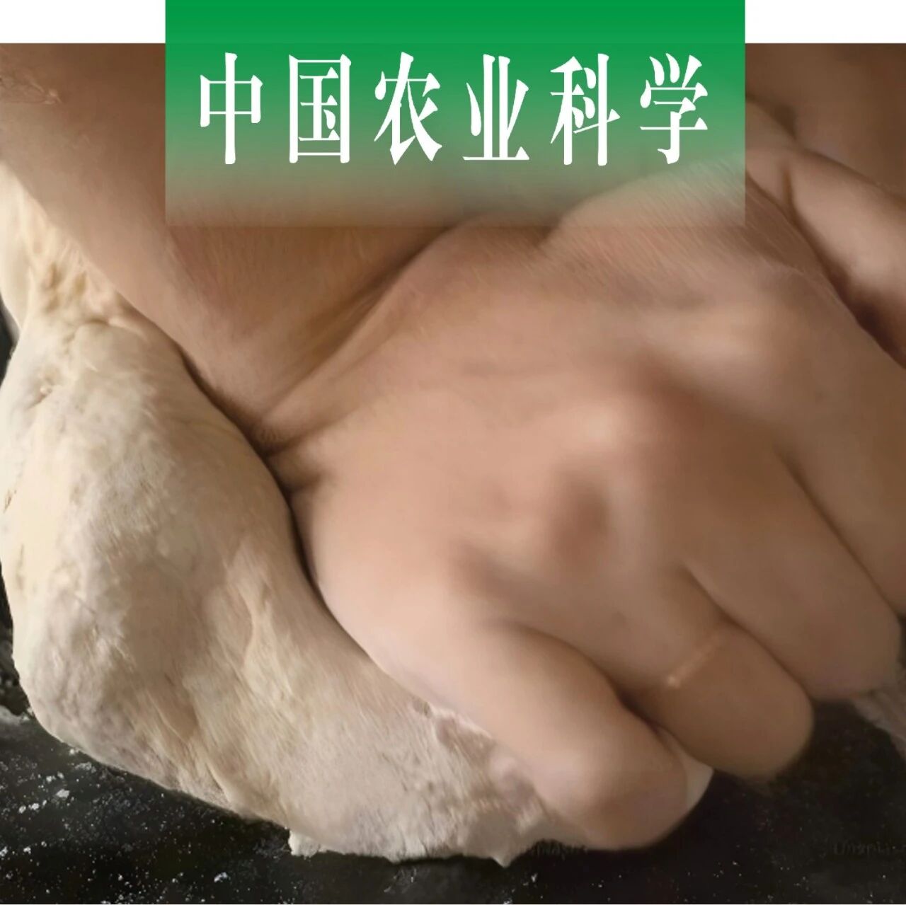 中国农业科学｜陕西师范大学胡新中教授课题组探析燕麦和面阶段面絮图像及理化特性并构建深度学习识别模型