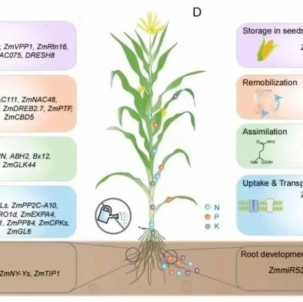 首发！建议所有农学与植物科学领域的人员都去学一下，之后将成为常态！！！