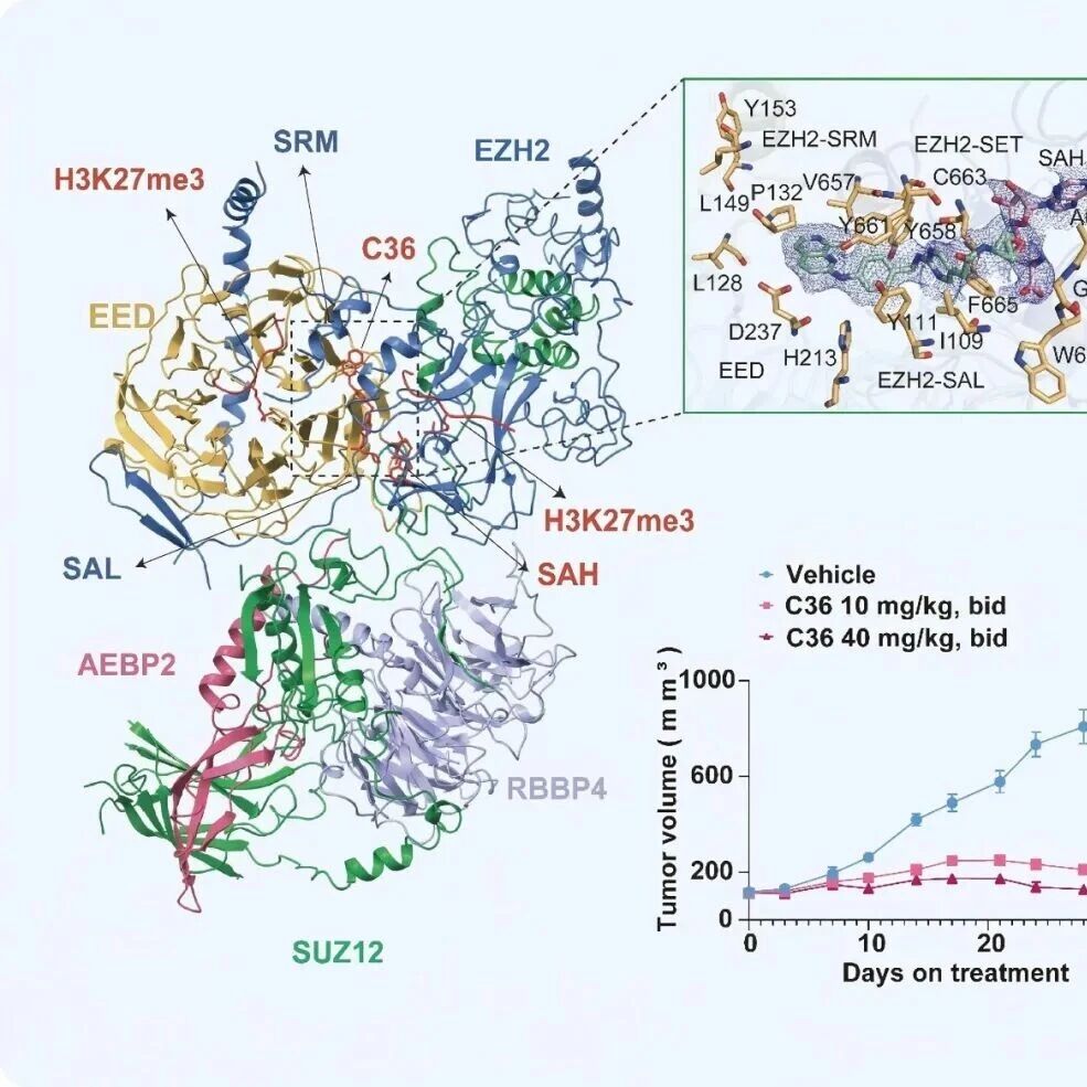 Adv Sci | 上海科技大学戚炜组合作发现高选择性EZH2变构抑制剂的新机制
