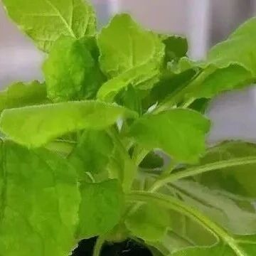 PBJ | 西南大学丁伟课题组揭示了 P450 介导酚酸代谢重编程逆转植物免疫抑制的新机制