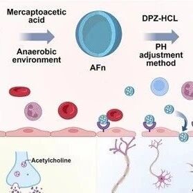 Adv Sci | 给血脑屏障装“临时通行证”：浙江中医药大学陈健尔等团队发现EphB1介导的铁蛋白纳米药物高效入脑治AD