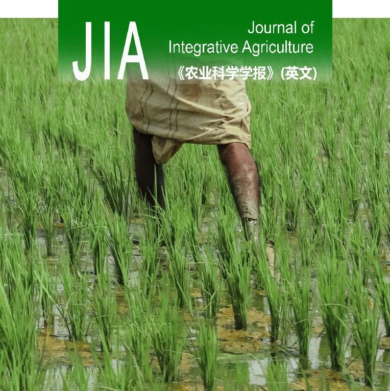 JIA优先上线 | 中国农业大学朱作峰教授团队揭示水稻粒型调控新机制：非洲栽培稻基因OgGS3.2在亚洲栽培稻中正调控籽粒大小