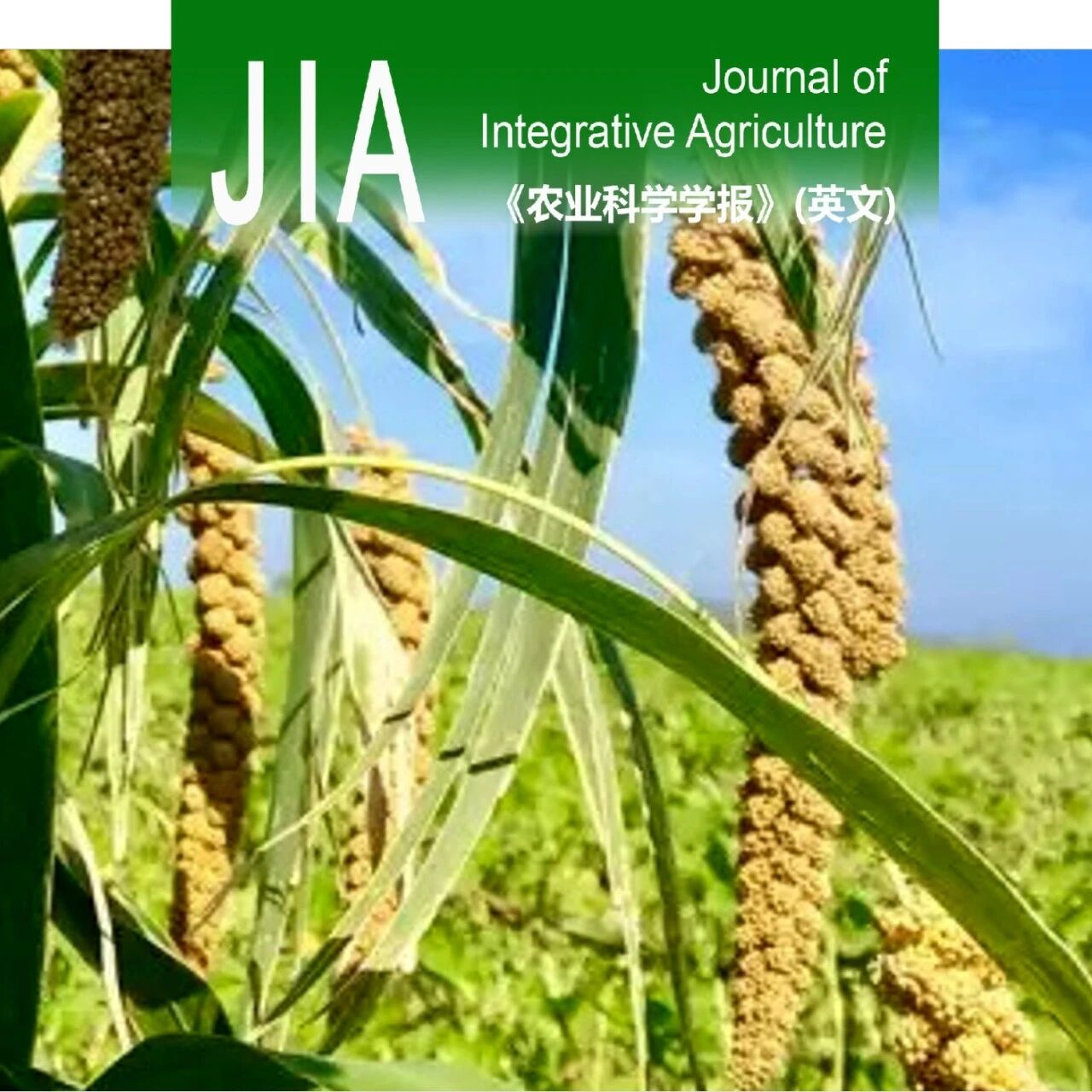 JIA | 山西农业大学王军研究员课题组解析低温下SiTCD1在谷子早期叶绿体发育中的作用