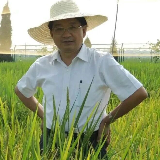 南京农业大学万建民院士团队在Nature Communications发表研究成果，揭示水稻产量与品质协同改良新机制