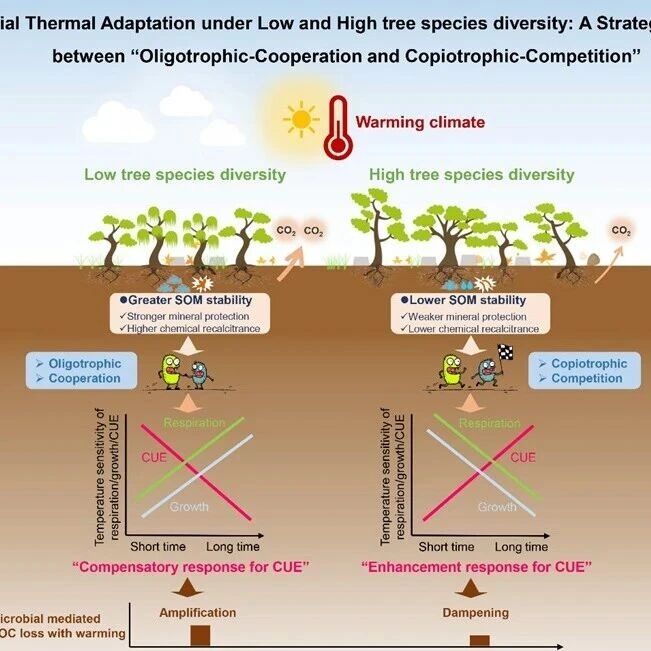 Adv Sci：中国科学院亚热带农业生态研究所李德军研究员课题组揭示植物多样性对微生物碳利用效率热适应
