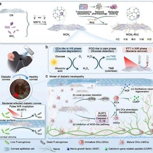 Adv Sci：南昌大学王小磊/胡笑添发现糖尿病角膜病变一体化治疗新策略：光控WCNx-Rh2体系协同降糖、修复与抗菌