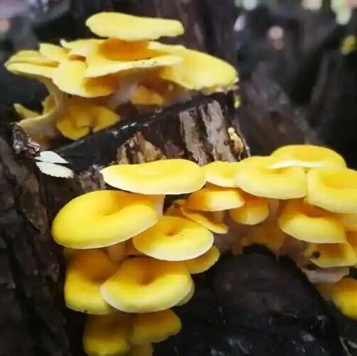 研究成果|菠萝蛋白酶水解榆黄蘑所得新型多肽的鲜味表征及分子模拟研究