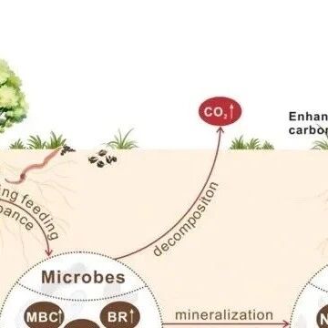 GCB｜蚯蚓通过微生物–矿物稳定过程增加土壤碳固持