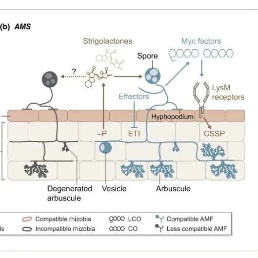 【New Phytologist】前沿综述：植物根系如何实现对有益微生物的选择