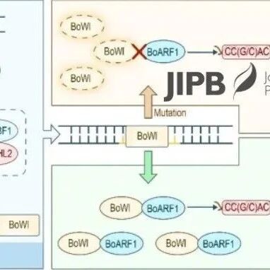JIPB | 沈阳农业大学冯辉教授团队揭示低温诱导观赏羽衣甘蓝叶片转白的分子机制