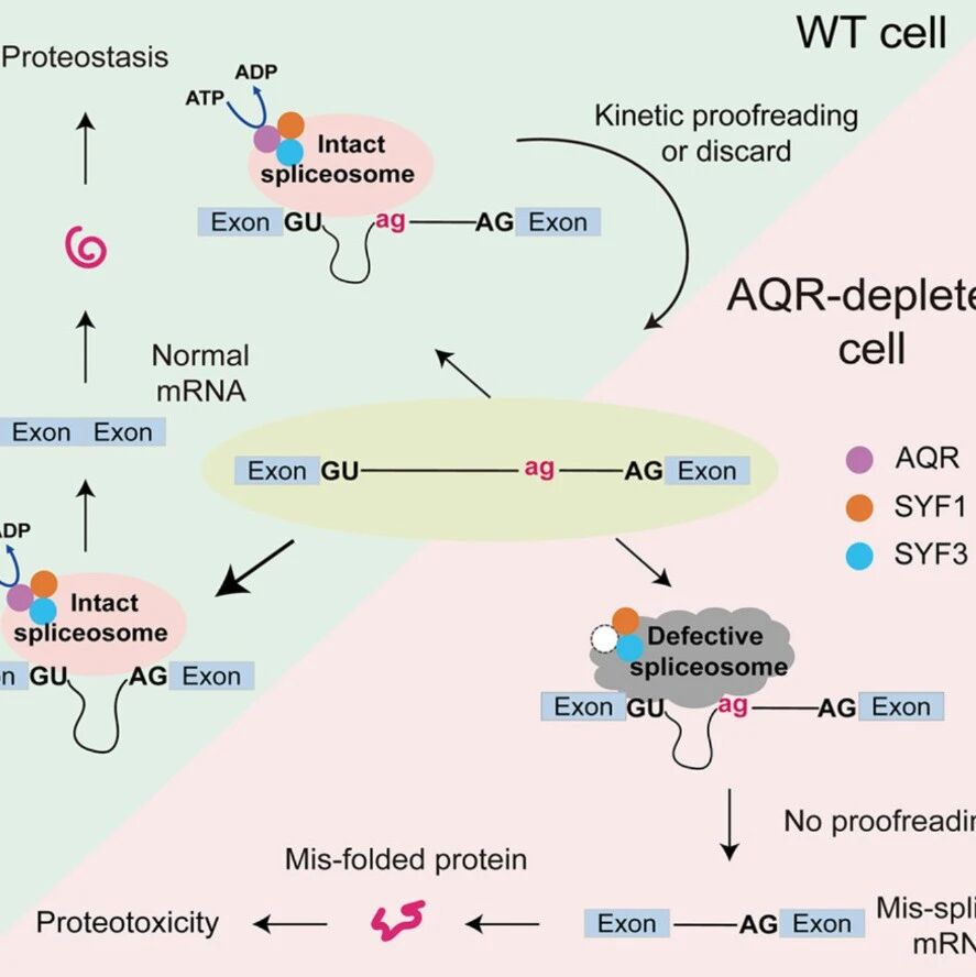 Mol Cell | 剪接的