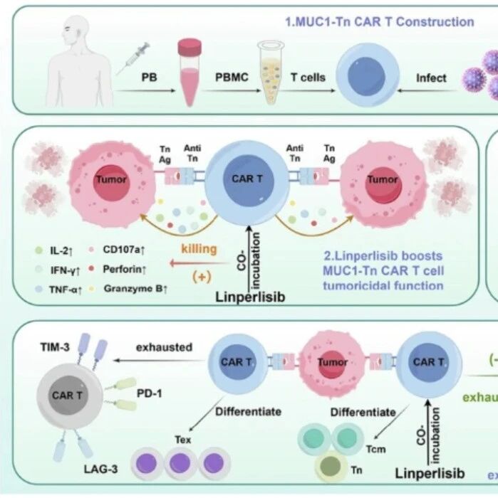 Leukemia | T-ALL CAR-T的双破局：南方医科大学黄宇贤团队发现MUC1-Tn避开自残，林普利塞按下耗竭开关