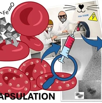 Chem. Biomed. Imaging | 红细胞封装的纳米颗粒用于长循环及高特异性功能磁共振成像
