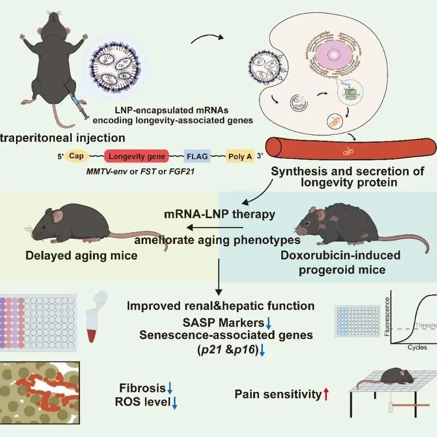 Protein & Cell | 复旦大学余巍/林金钟课题组开发mRNA-LNP递送策略缓解小鼠早衰表型