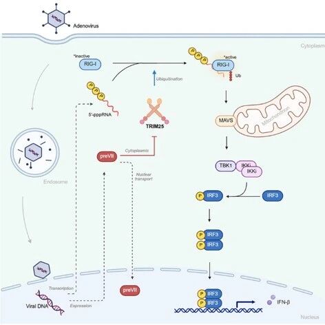 Cell子刊 | DNA病毒的“RNA伪装”破解：上海科技大学刘佳等团队揭示腺病毒衣壳蛋白VII跑到胞质掐断RIG-I警报