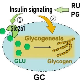 PNAS | 黄体无血管期的“备用电源”：华中农业大学何长久等团队发现颗粒细胞用糖原储能撑过缺血阶段