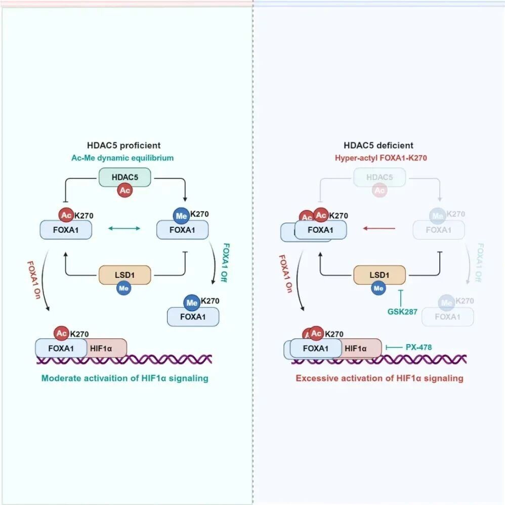 Mol Cell | 华中科技大学吴河水/周颖珂团队发现胰腺癌缺氧信号激活新机制：HDAC5缺失将FOXA1重编程为HIF1α先锋因子