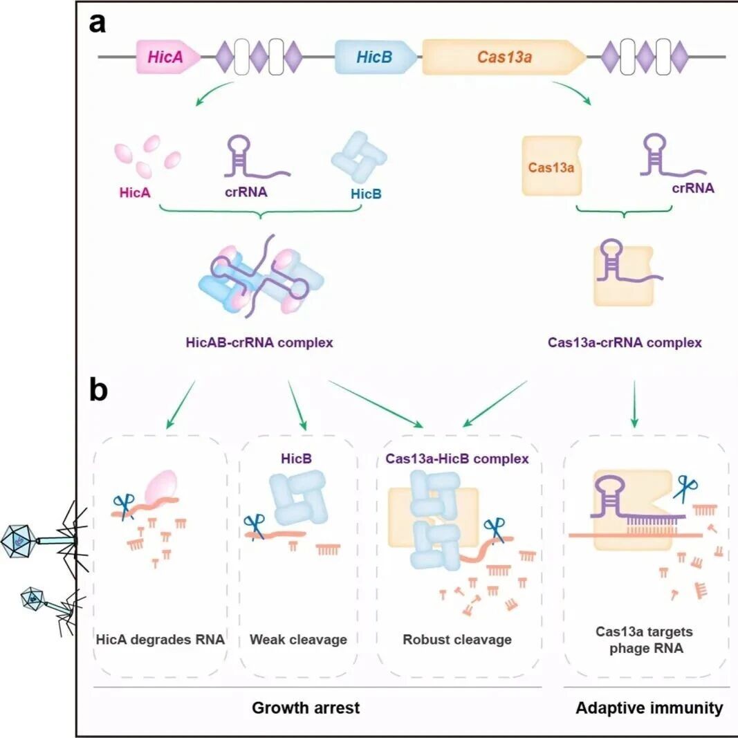 Nat Commun | 厦门大学刘亮团队合作揭示CRISPR-Cas13与HicAB整合系统协同抗噬菌体的新机制