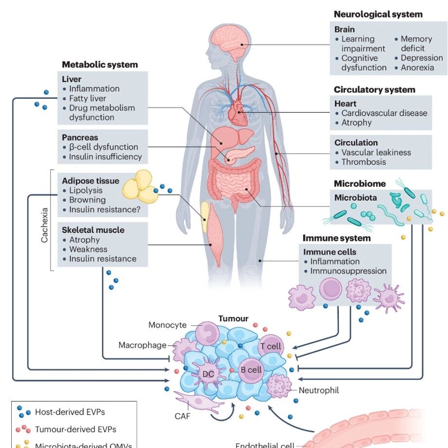 Nature Reviews Cancer | 北京大学王刚课题组合作综述肿瘤相关系统性病变