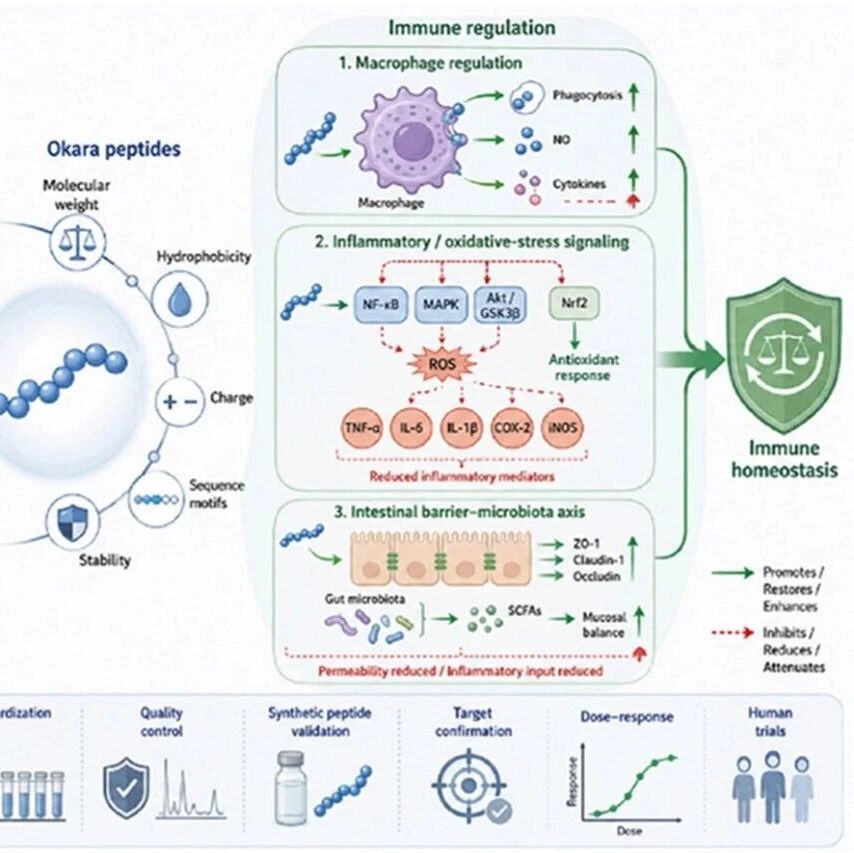 吉林农业大学于寒松教授团队Trends Food Sci. Tech.发表研究成果：豆渣肽的免疫调节潜力：基质限制、制备策略、结构-活性关系及作用机制