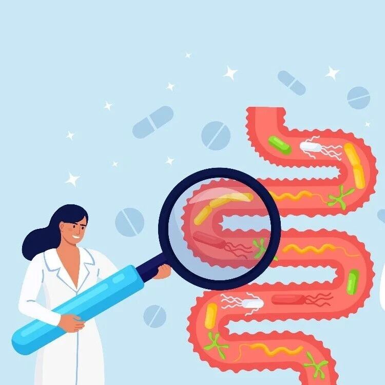 《食品科学》：河南大学丁艳霞教授等：基于TLR4/NF-κB信号通路和肠道微生物研究杜仲籽油的降血压作用