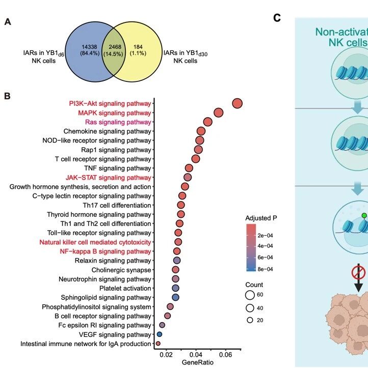 Molecular Therapy | 深圳先进院联合香港大学发现细菌训练NK细胞建立长期抗转移免疫