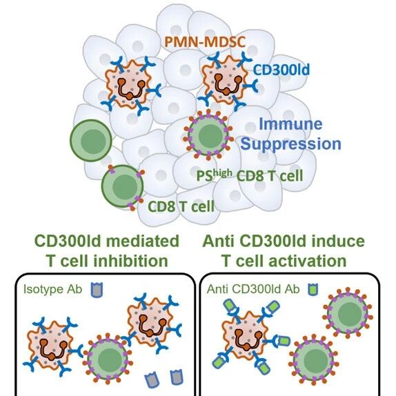 Nature Cancer | 中国科学院赵允组和韩硕组等合作揭示CD300ld-PS互作介导PMN-MDSCs免疫新机制，提供肿瘤免疫治疗新范式