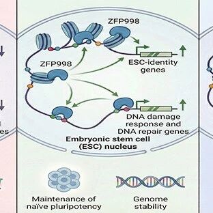 Nucleic Acids Research | 昆明动物研究所 郑萍团队发现胚胎干细胞“多能性”与“基因组稳定性”可被整合调控