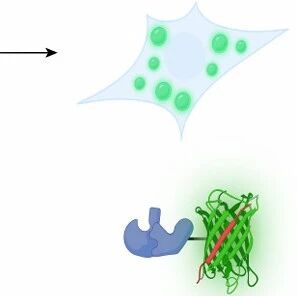 Nature | 山东大学孙金鹏/肖鹏团队及合作者揭示β-arrestin凝聚体调控GPCR区域性信号转导的重要机制