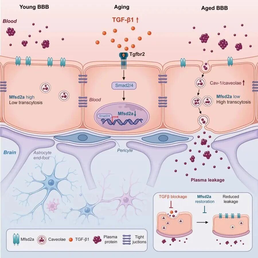 Neuron | 深圳先进院揭示大脑血管衰老早期的重要机制