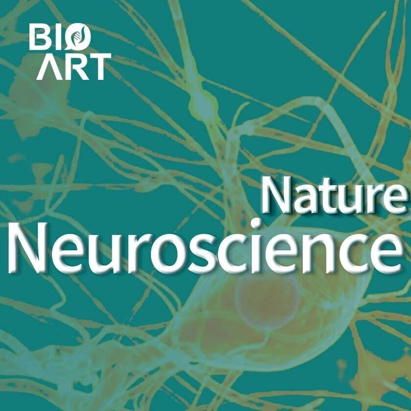 Nat Neurosci︱在人鼠对应脑区中重看树突：彭汉川/张力伟团队建立跨物种皮层神经元比较框架