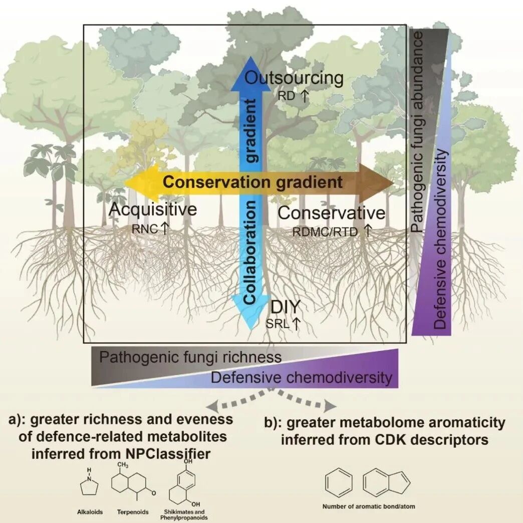 New Phytologist | 成都生物所尹华军团队发文揭示根系化学防御特征与根系经济空间的协同分化规律