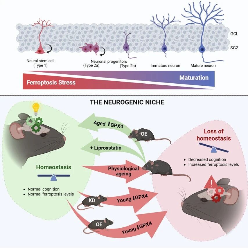 Cell Stem Cell | 南科大侯圣陶课题组合作揭示铁死亡调控成年海马体新生神经元与认知功能机制