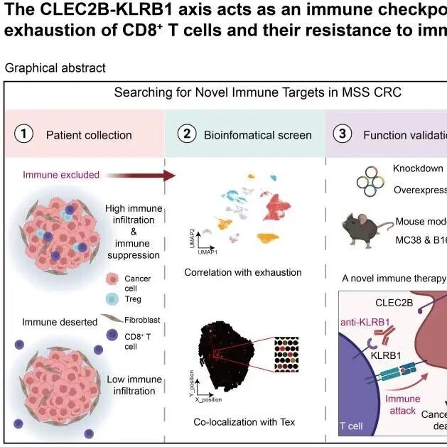 Journal for ImmunoTherapy of Cancer | 华中科技大学基础医学院程洁与合作者发现新免疫检查点KLRB1促进肿瘤的ICB抵抗