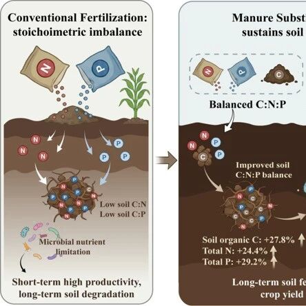 Soil and Tillage Research | 中国科学院地球环境研究所揭示粪肥替代化肥的全球固碳-增产效应及其化学计量学阈值