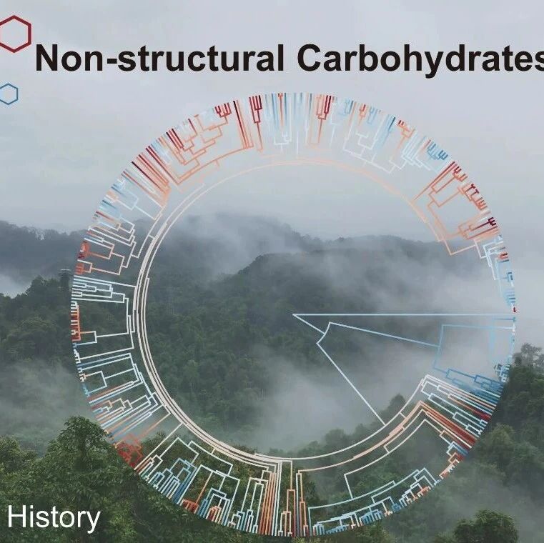 NEE | 中国科学院植物所揭示进化历史驱动植物非结构性碳水化合物变异的新机制