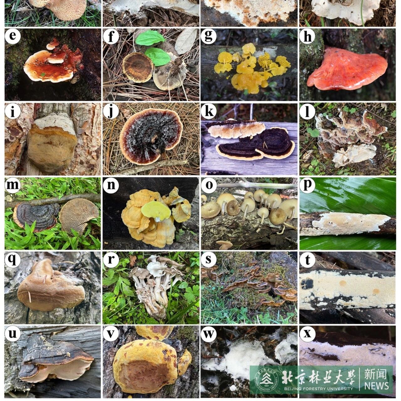 Fungal Diversity | 北京林业大学在全球多孔菌物种与分布模式研究领域取得新进展