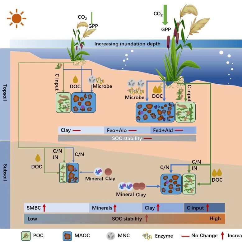Geoderma | 烟台海岸带所揭示淹水深度调控黄河三角洲湿地土壤有机碳稳定性的关键机制