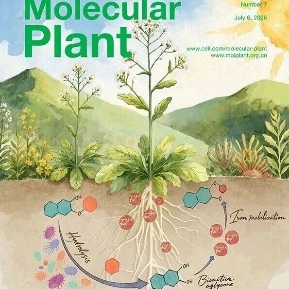 Mol Plant封面 | 植物-微生物协同重塑代谢物促进铁吸收新机制
