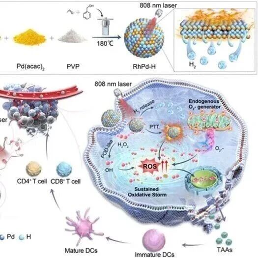 Adv Sci | 吉林大学陈芳芳等团队发现新型纳米酶可重编程肿瘤线粒体，实现自我放大的催化免疫治疗