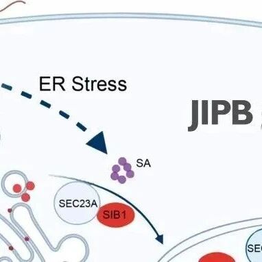 JIPB | 香港浸会大学夏亦荠课题组发现SIB1-SEC23A介导的内质网-叶绿体免疫及胁迫应答通路