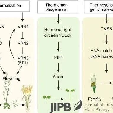 JIPB 特约综述 | 三大团队联袂综述：植物温度调控机制与气候智能型作物遗传改良前沿